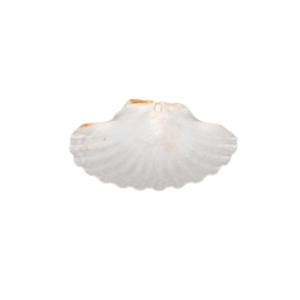 Natural Baking Shell (4.5")